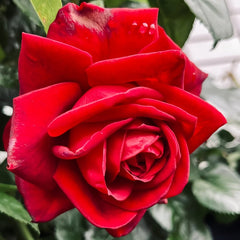 Republique de Montmartre Rose Plant｜蒙马特共和国 image 2