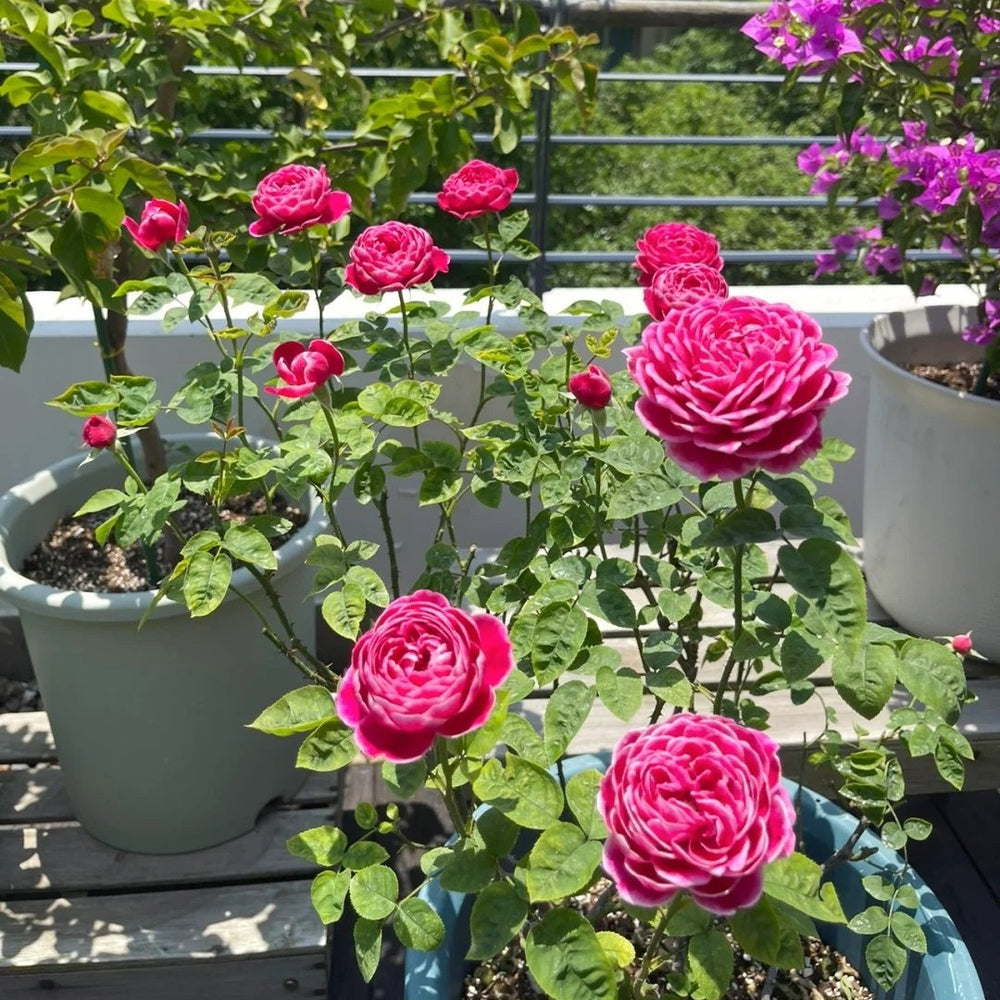 Marie Rose Plant｜玫瑰玛丽 image 2