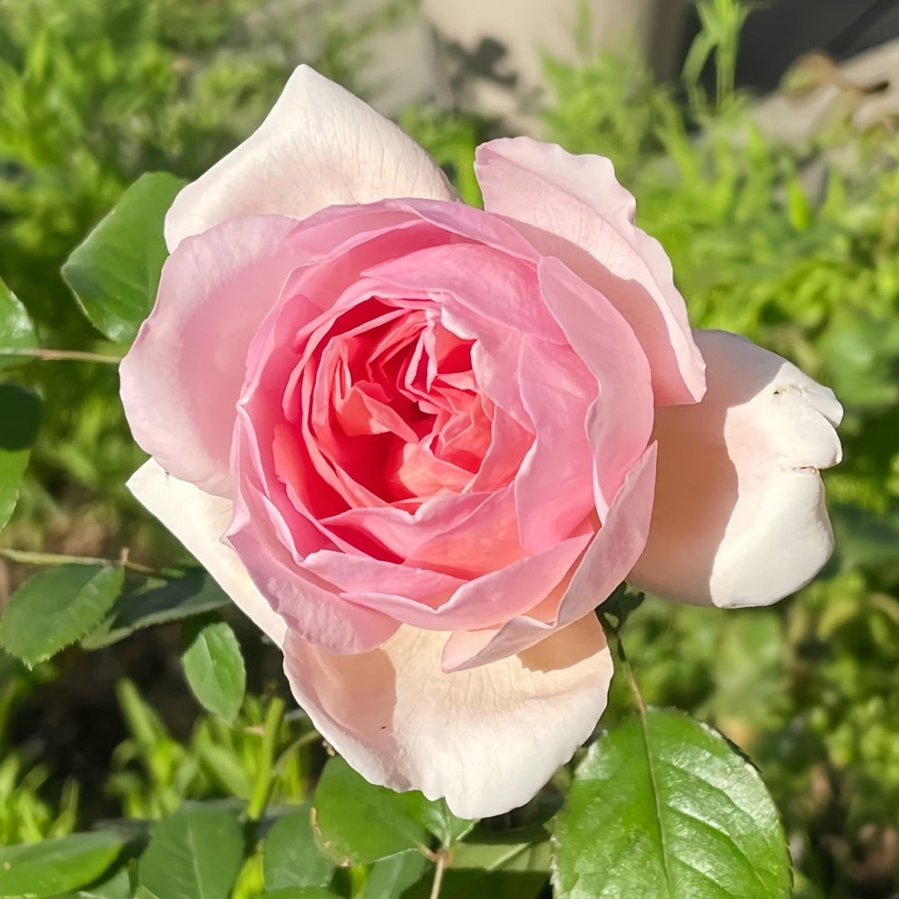 Antoinette Rose Plant|绝代艳后 image 3