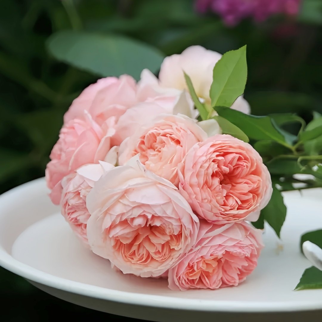 William Morris Rose Plant|威廉莫里斯 image 6