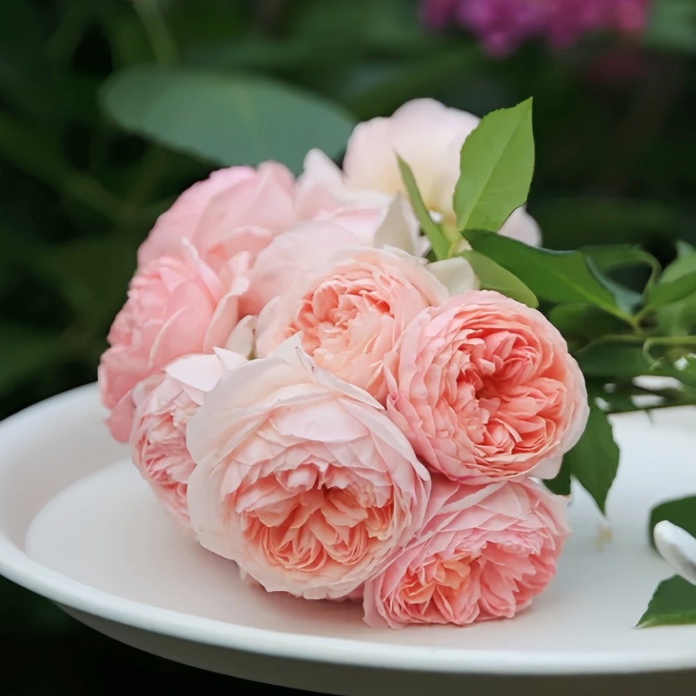 William Morris Rose Plant|威廉莫里斯 image 6