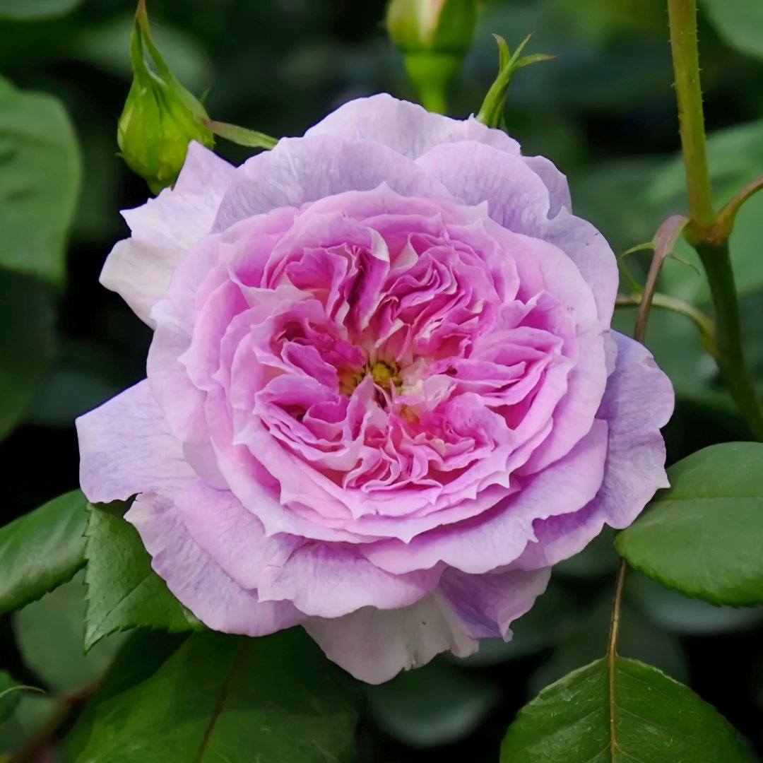 Kírkē Rose Plant｜瑟西 image 7