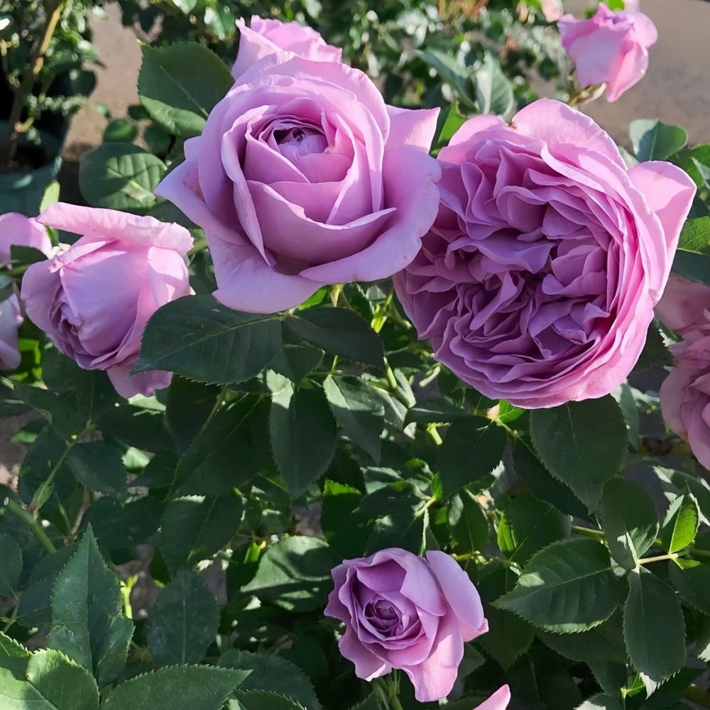 Shinoburedo Rose Plant|蓝色风暴 image 8