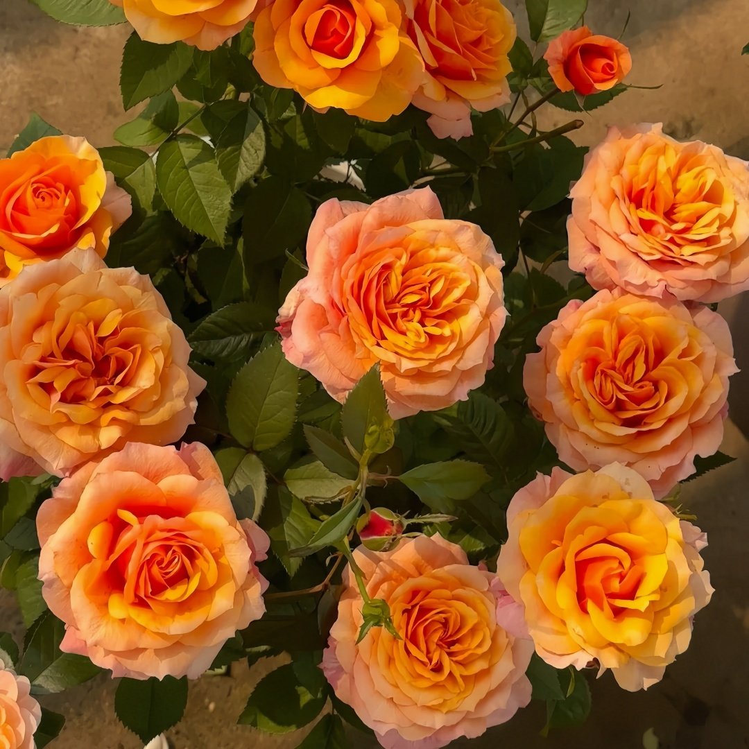 El Paso Forever Rose Plant｜永远的艾帕索 image 2