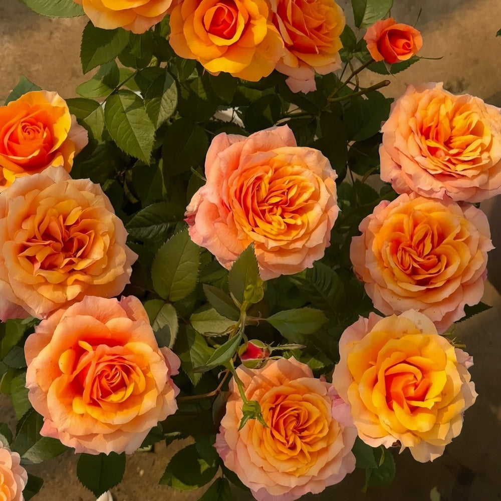 El Paso Forever Rose Plant｜永远的艾帕索 image 2