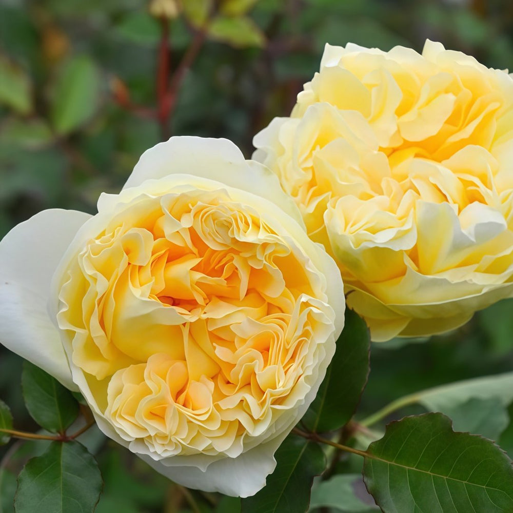 Sicilienne Rose Plant｜西西里舞曲 image 7
