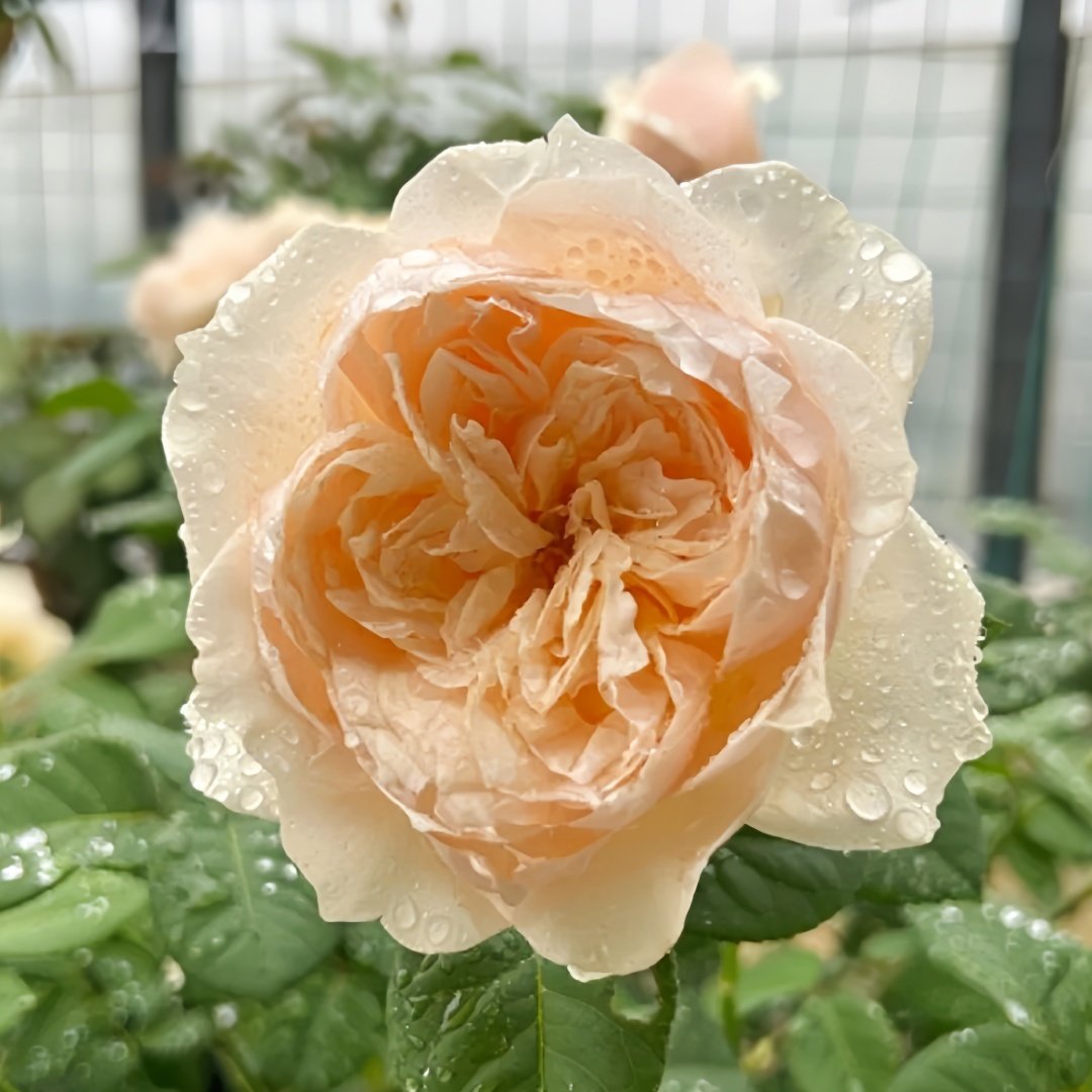 Totoro Rose Plant｜龙猫 image 2