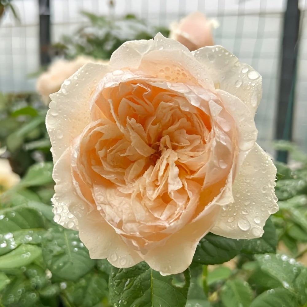 Totoro Rose Plant｜龙猫 image 2