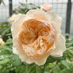 Totoro Rose Plant｜龙猫 image 2