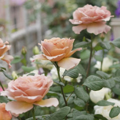 Caffe Latte Rose Plant|拿铁咖啡 image 2