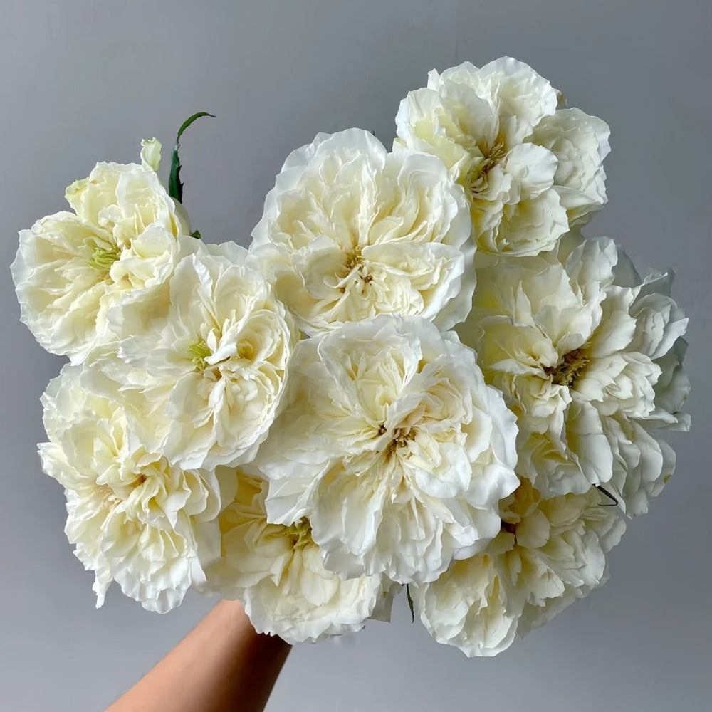 Nozari Rose Plant｜诺莎莉 image 7