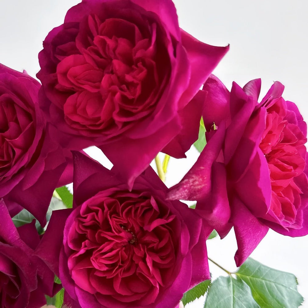 Munstead Wood Rose Plant｜曼斯特德伍德 image 5