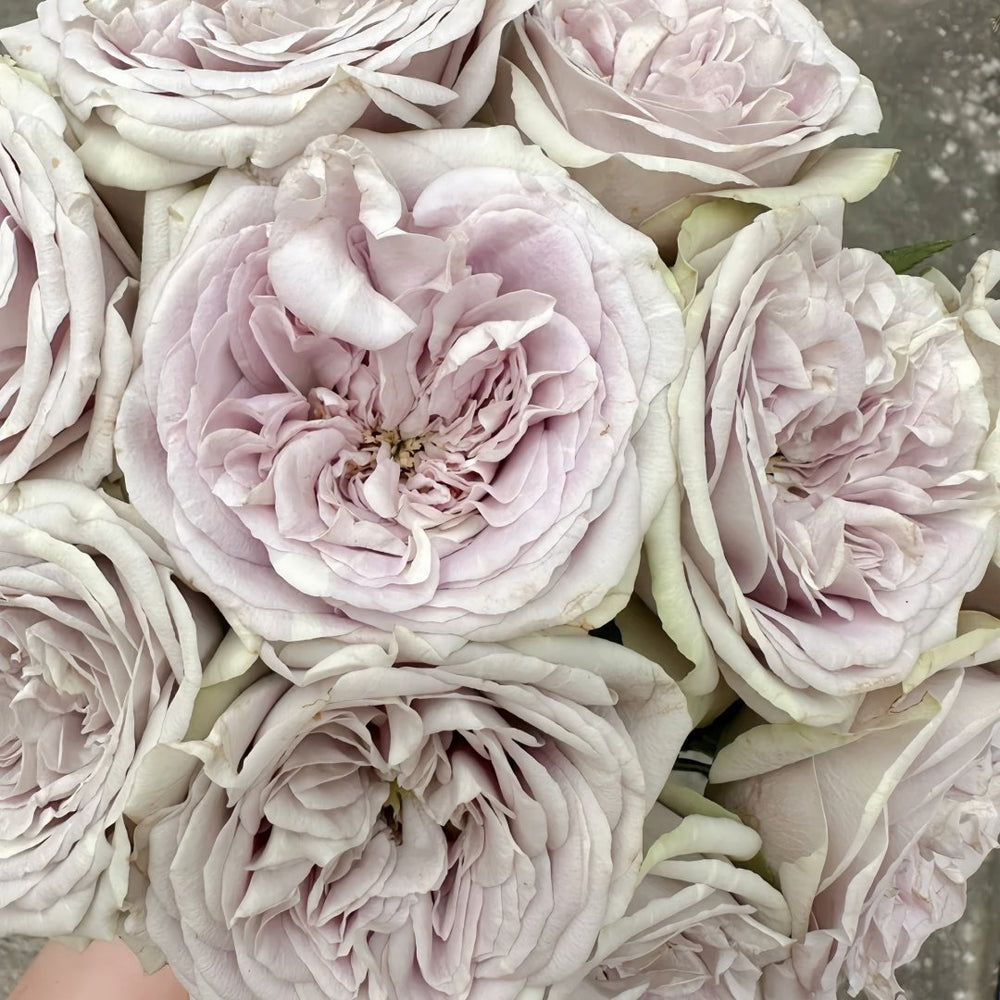 Silvermine Rose Plant|银矿 image 4
