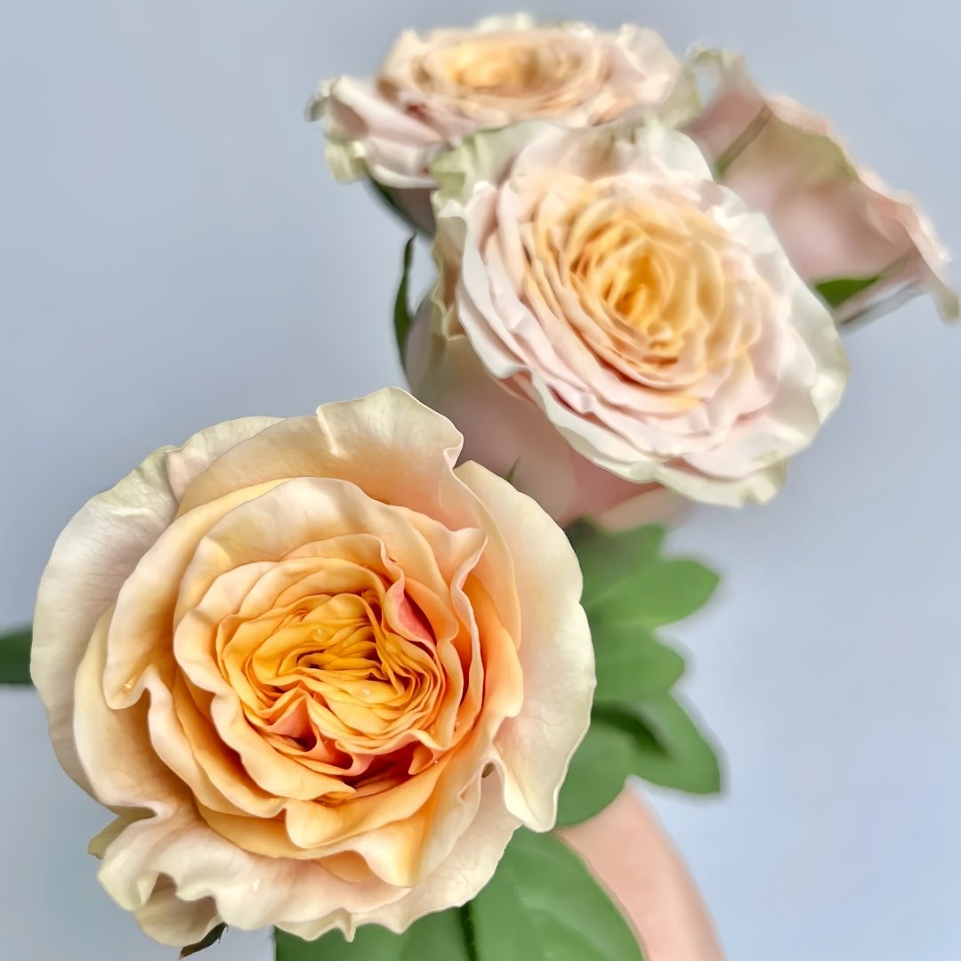 Mabella Rose Plant | 玛贝拉/猛犸 image 2