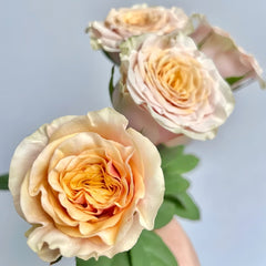 Mabella Rose Plant | 玛贝拉/猛犸 image 2
