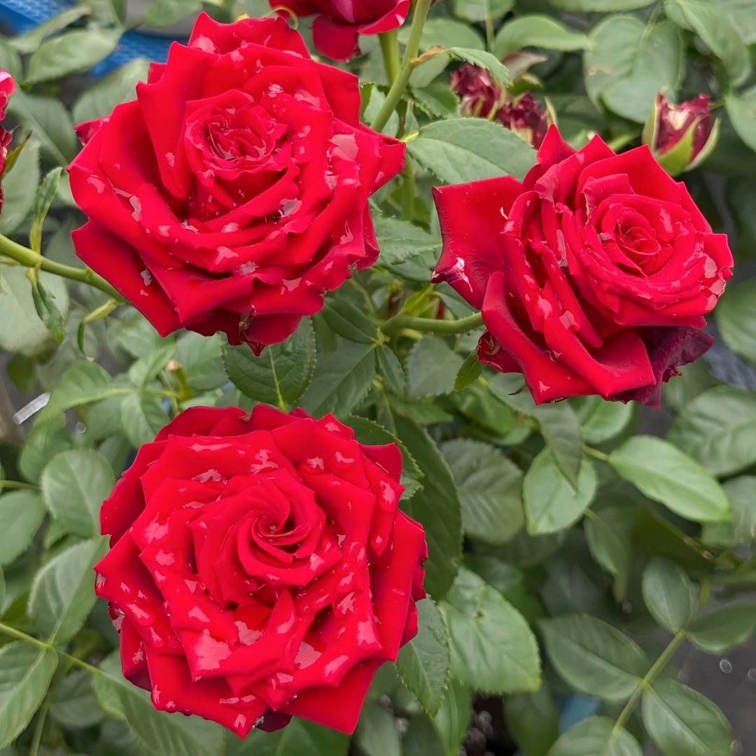 Red Panther Rose Plant｜红色豹子 image 6