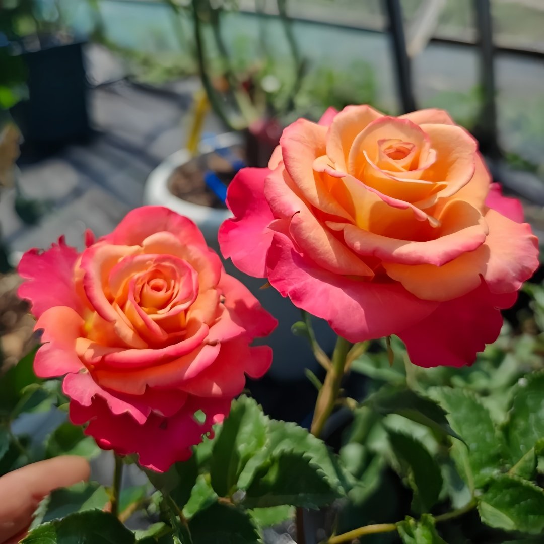 Gypsy Curiosa Rose Plant｜吉普赛猎奇 image 3