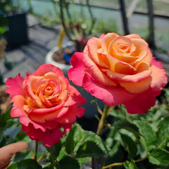 Gypsy Curiosa Rose Plant｜吉普赛猎奇 image 3