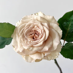 Ailes Rose Plant|翅膀/翼天使/第九天使 image 1