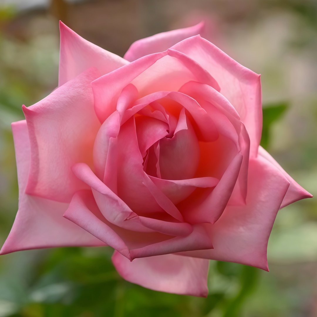 Wedding Bels Rose Plant|婚礼的钟声 image 7