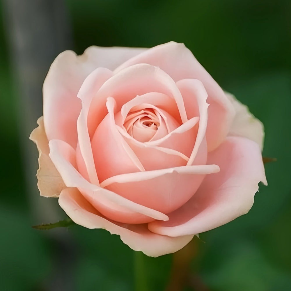 Hina Rose Plant|雏鸟 image 0