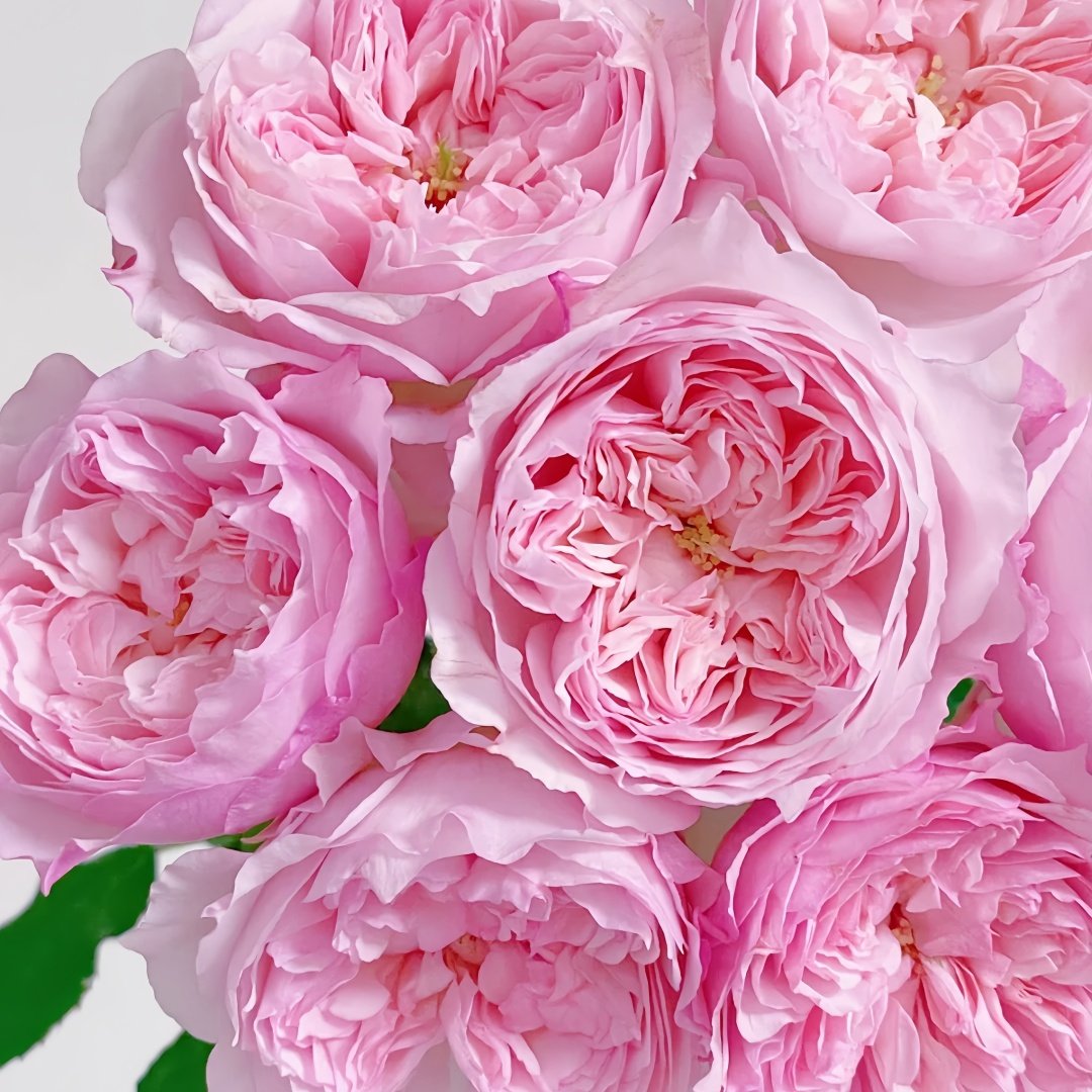 Cecil de Volages Rose Plant | 蝶之舞玫瑰 image 9