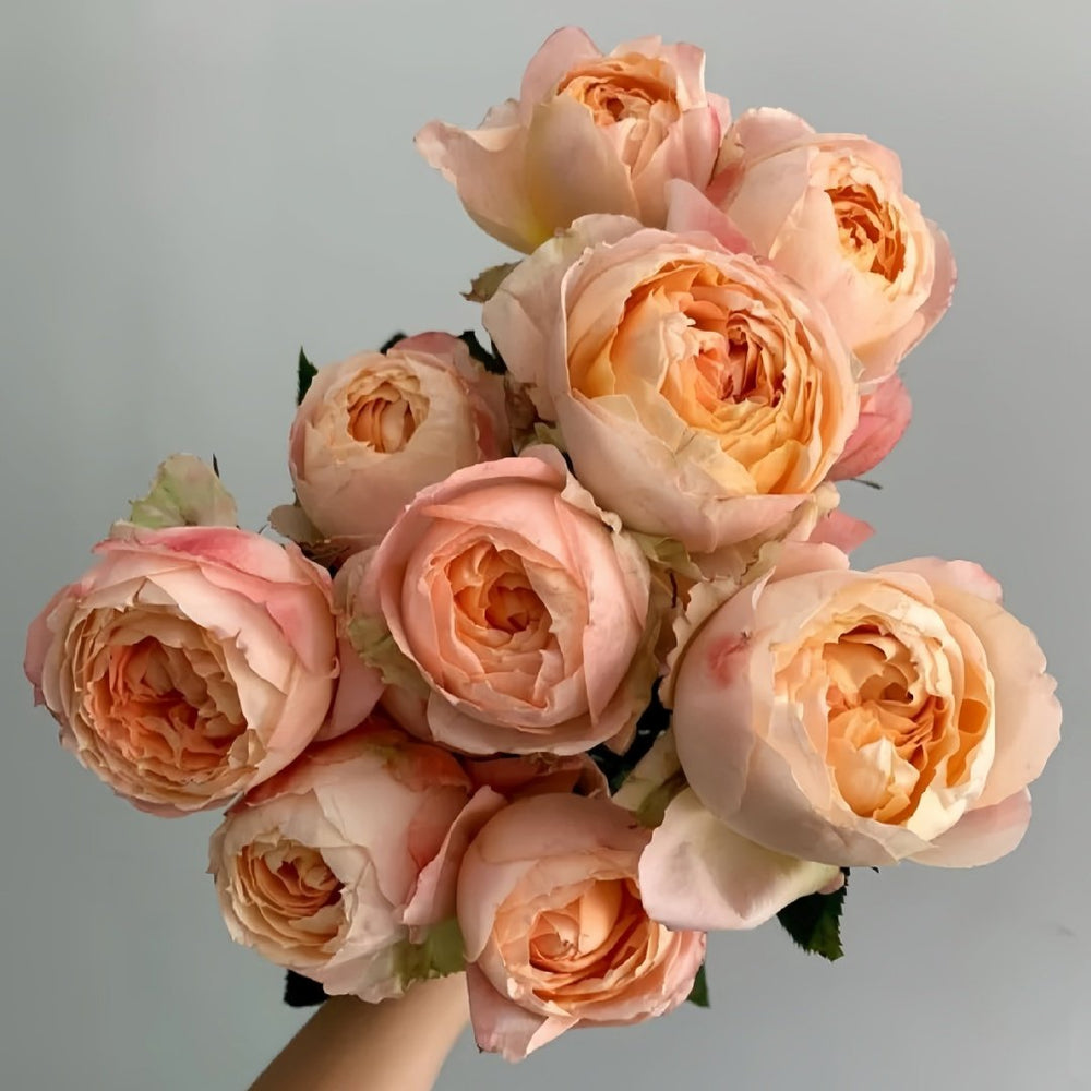 Princess Aiko Rose Plant|爱子公主 image 4