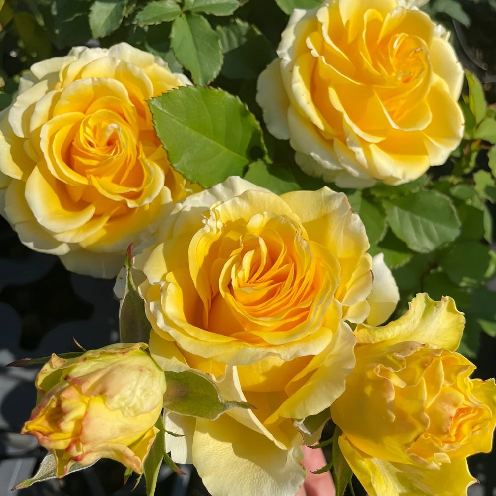 Shell Rose Plant｜贝壳 image 4