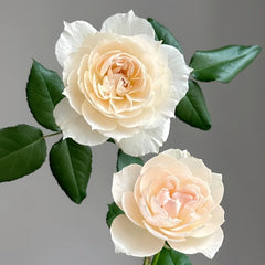 Opera Queen Rose Plant｜歌剧女皇 image 2
