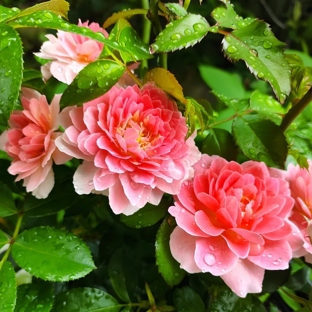 Fragrance King Terrazza Rose Plant｜芳香王阳台 image 8