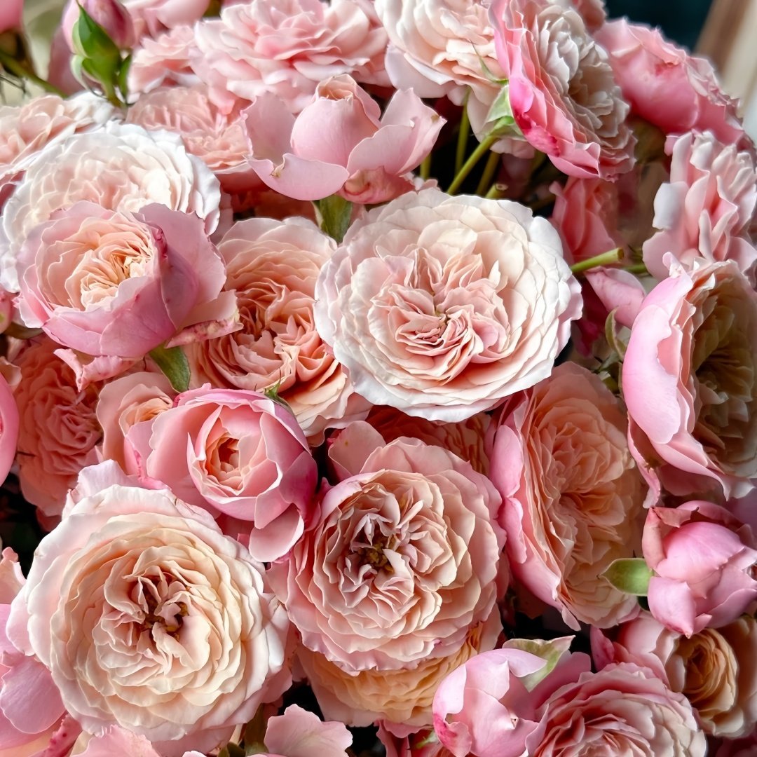 Lirica Rose Plant|丽丽卡 image 4