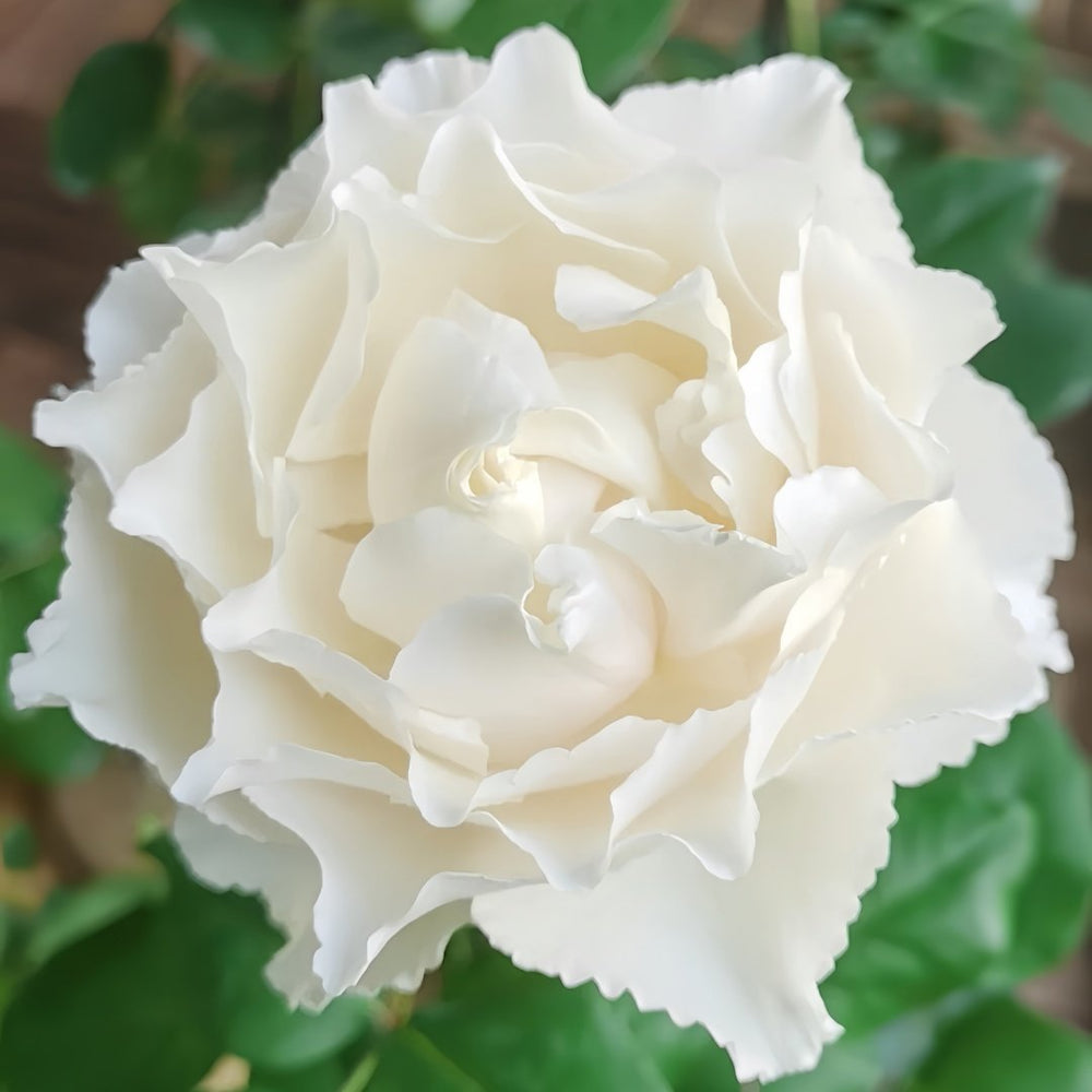 Blanche Neige Rose Plant｜伊芙白雪公主 image 2