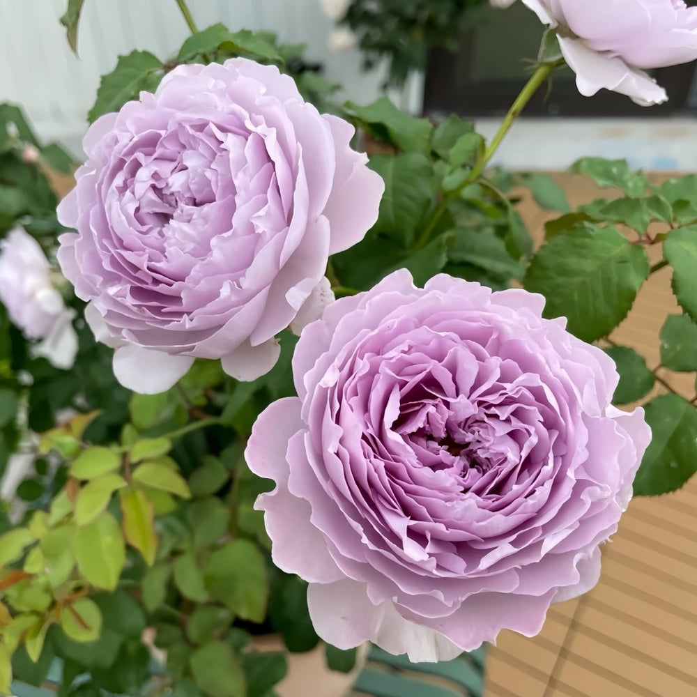 Yinyinqing Rose Plant｜隐隐青 image 2
