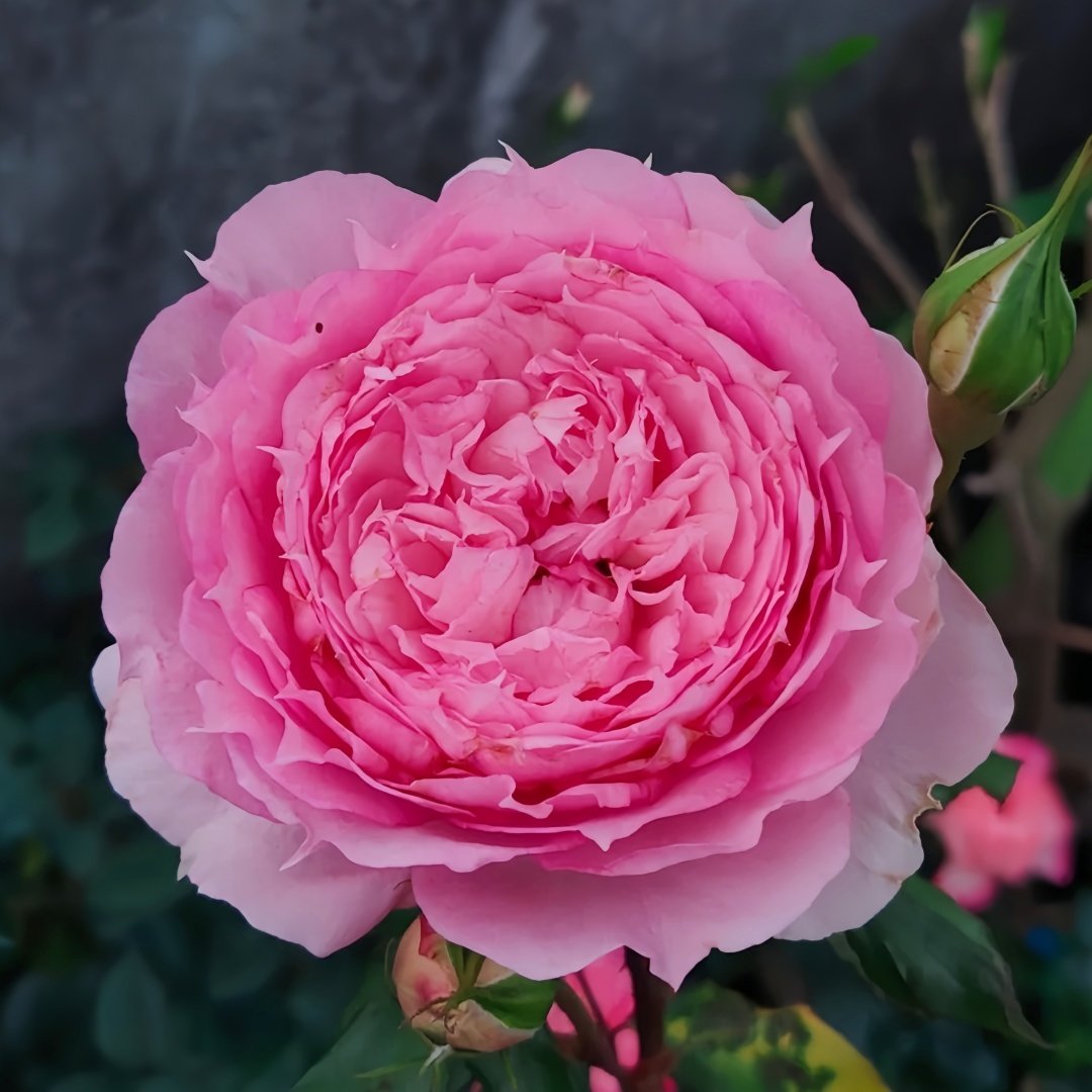 Rongrongyue Rose Plant|溶溶月 image 2