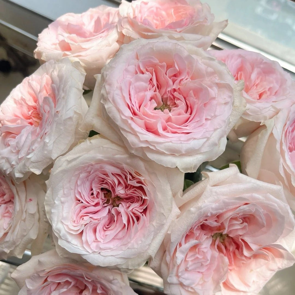 Norma Jean Rose Plant｜诺玛珍 image 3