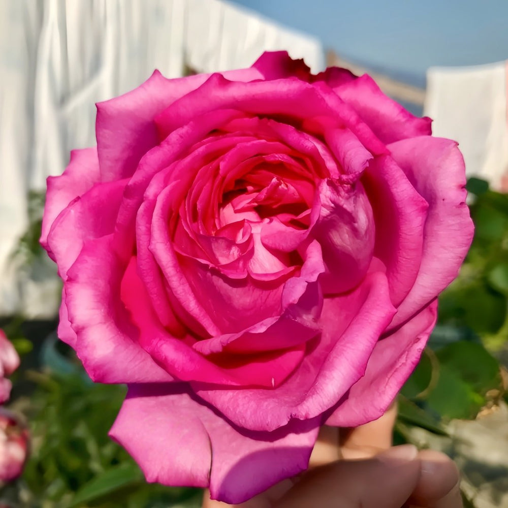 Yves loriot Rose Plant|伊芙里奥 image 4