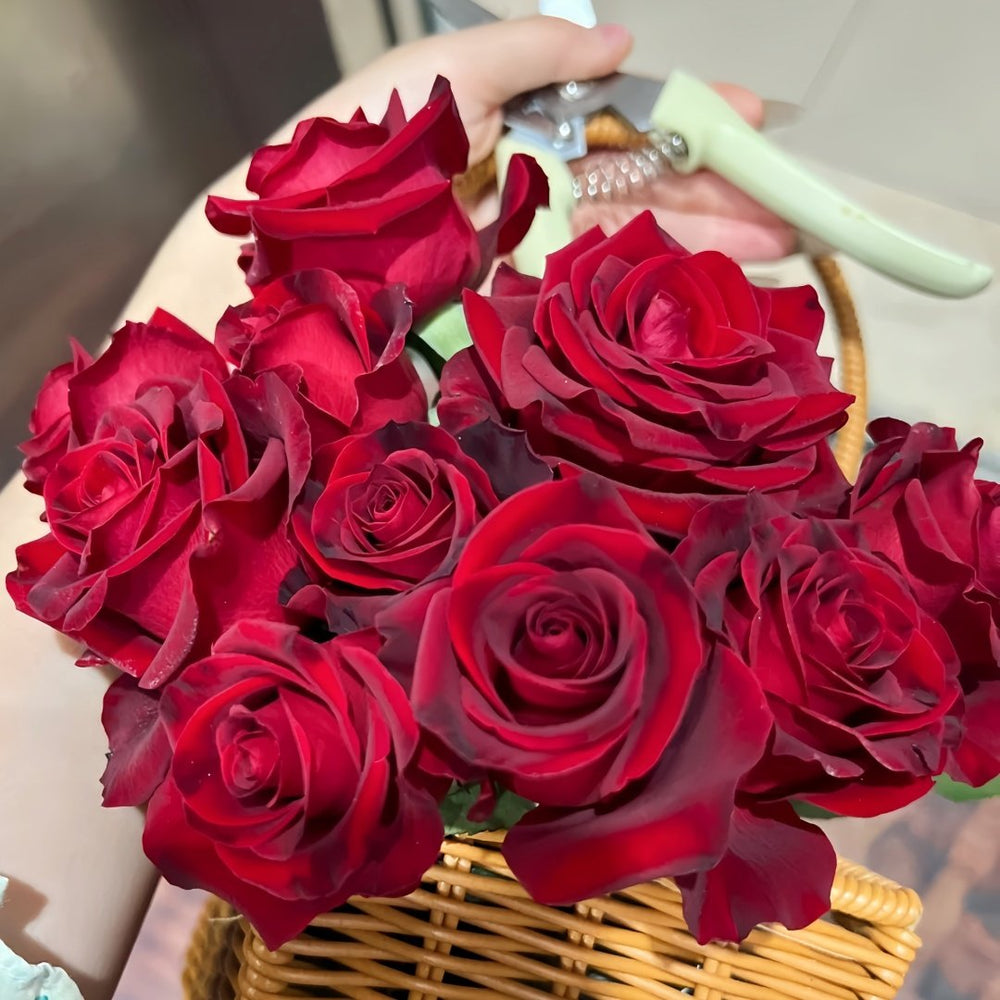 Hallelujah Rose Plant|哈利路亚 image 9