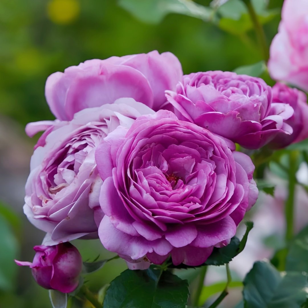 Thelma Rose Plant|塞尔玛 image 5