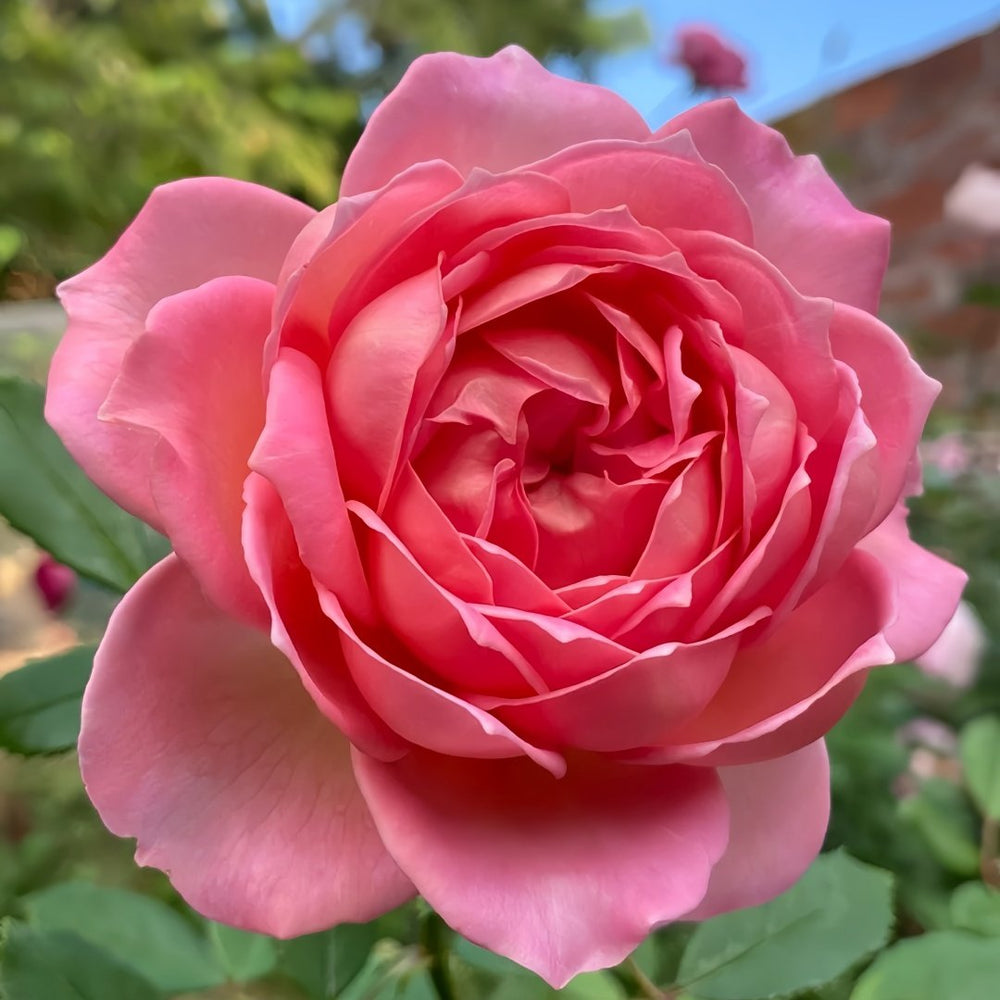 Jubilee Celebration Rose Plant｜银禧庆典 image 2