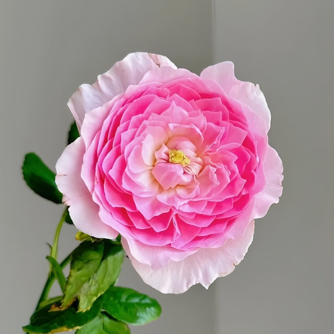 Wan Shan Rose Plant｜纨扇 image 2
