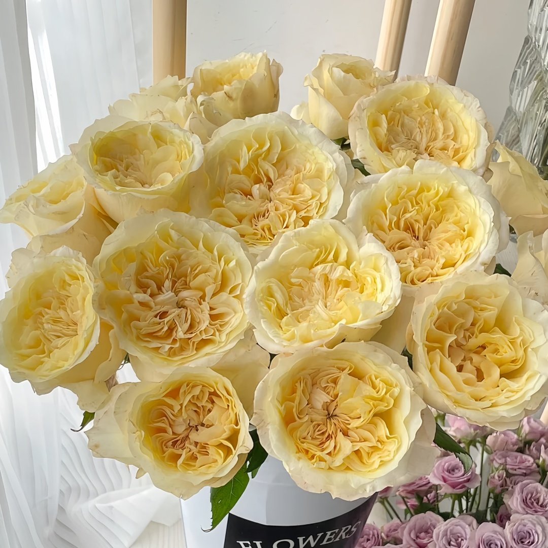 Souffle Rose Plant｜舒芙蕾 image 9