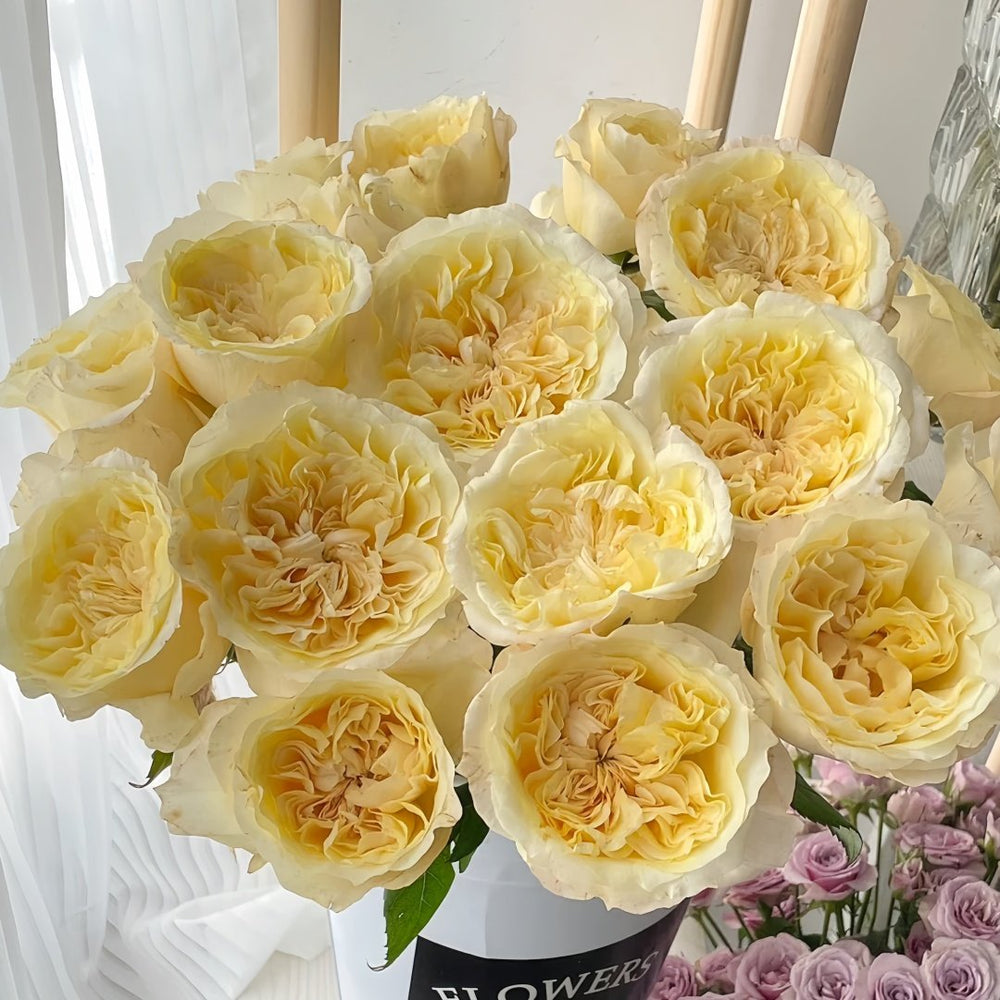 Souffle Rose Plant｜舒芙蕾 image 9