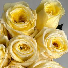 Good Day Sunshine Rose Plant|阳光灿烂的日子 image 1