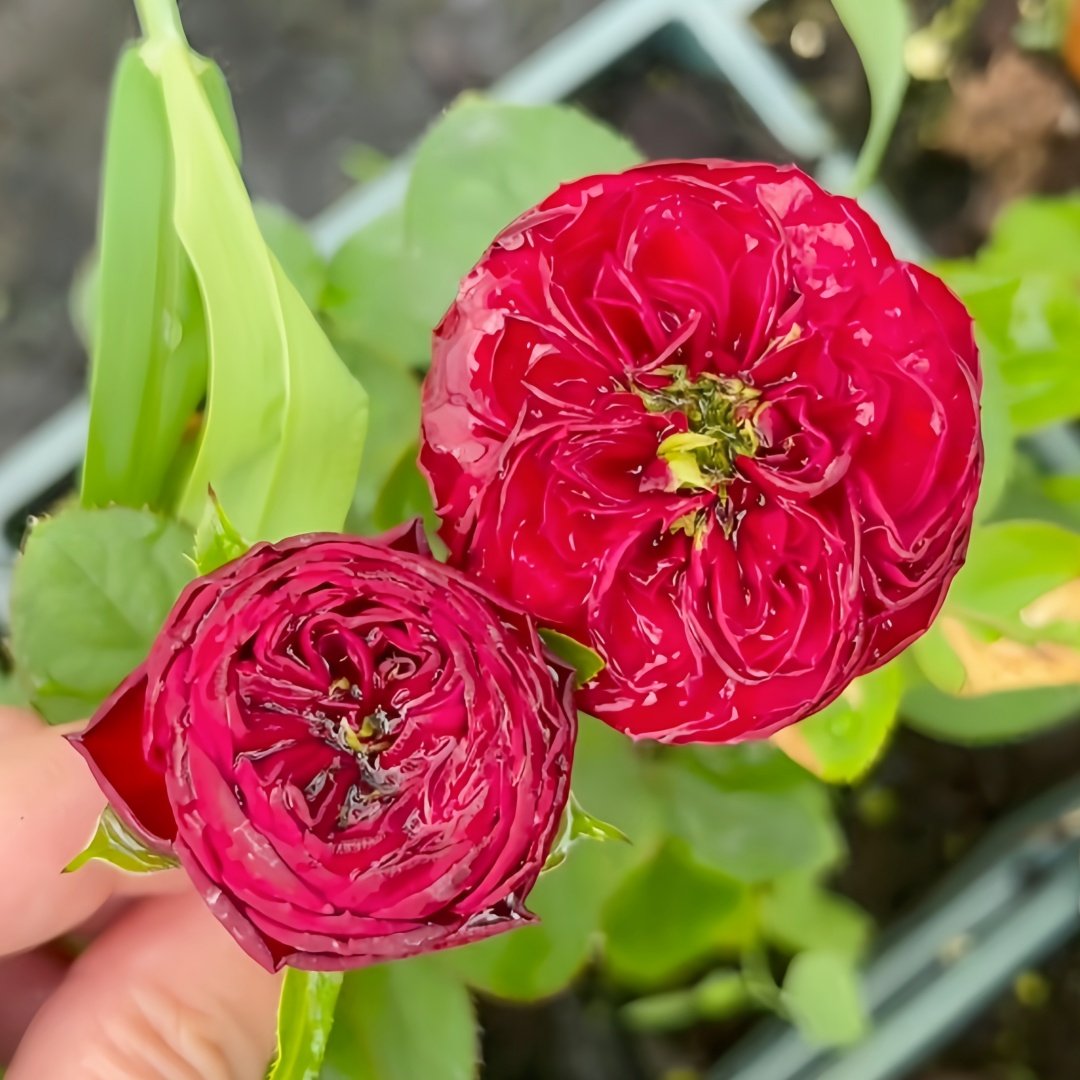 Grand Jubilee Rose Plant｜盛大庆典 image 3