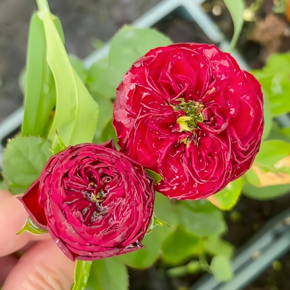 Grand Jubilee Rose Plant｜盛大庆典 image 3