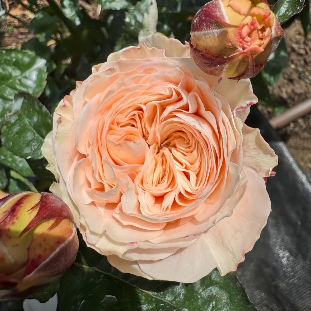 Paradise Beach Rose | 天堂海滩 image 4