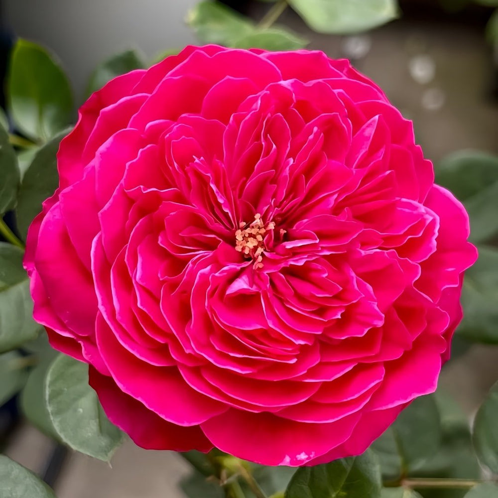Accademia Rose Plant｜阿卡德米亚 image 0