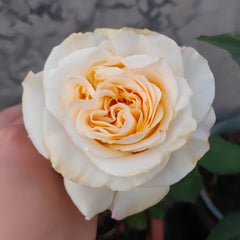 Creamy Reeva Rose Plant｜奶油丽娃 image 1