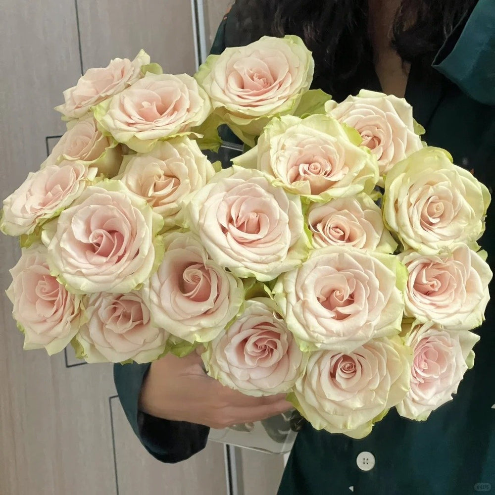 Pompeii Rose Plant｜庞贝 image 9