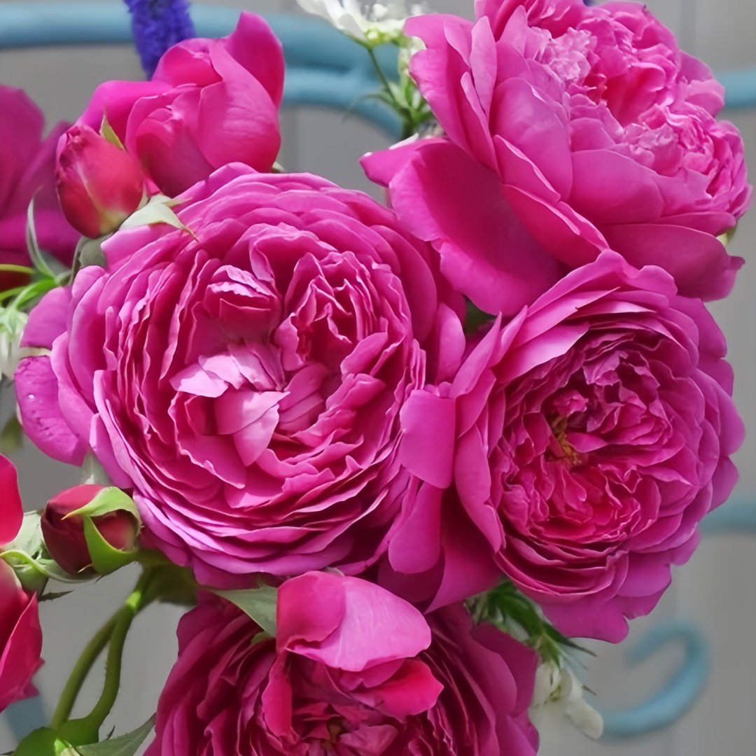 Cartonnage Rose Plant|法式布盒 image 7